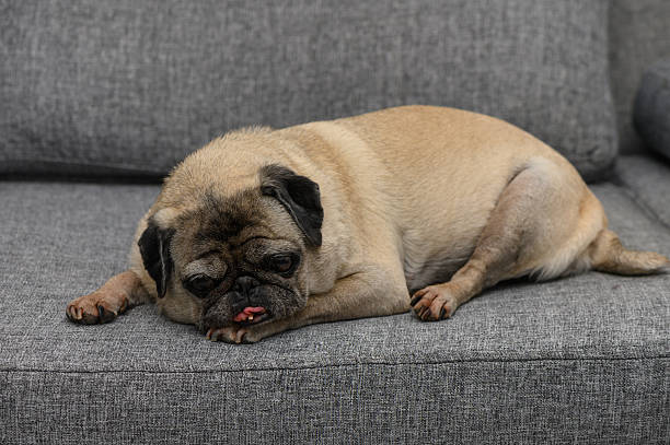 istock Old wrinkled pug peacefully resting on a gray couch in a cozy home interior. 2216997847