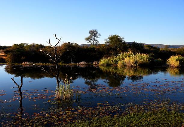 Serene South african Landscape Featuring a Beautiful river with Surrounding Lush bush and Trees amidst sunrise