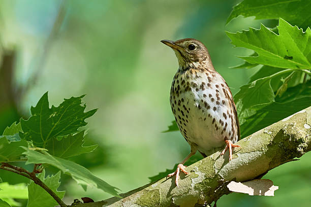 istock Song Thrush bird juvenile close-up 2217000384