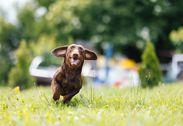 A joyful brown dachshund running freely on a grassy field, ears flapping, captured in motion.