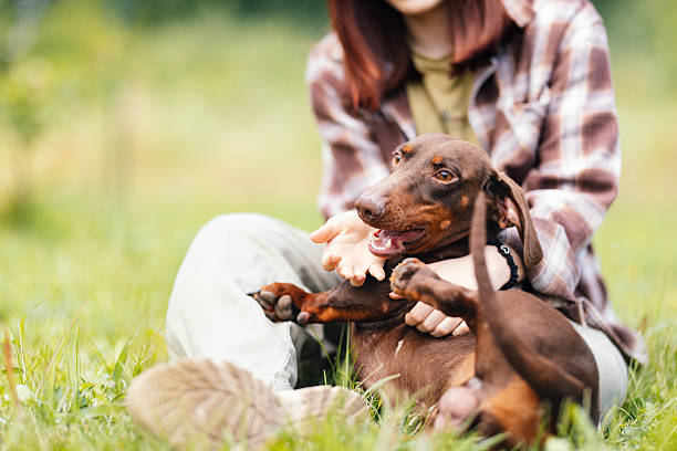 Candid moment of a woman and her dachshund dog playing on the ground in a grassy park.