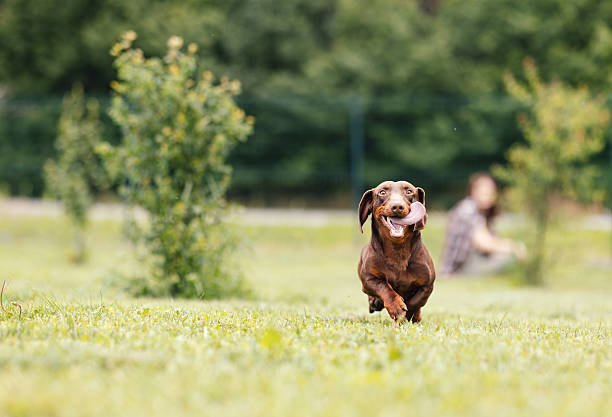 Small brown dachshund joyfully running across grassy field in a sunny park.