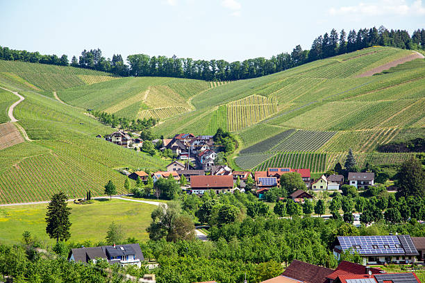 Vineyards in spring in Durbach, Baden-Württemberg