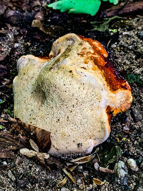 istock FungalIllusion ecosystem forest dangers mycotoxins 2217003401