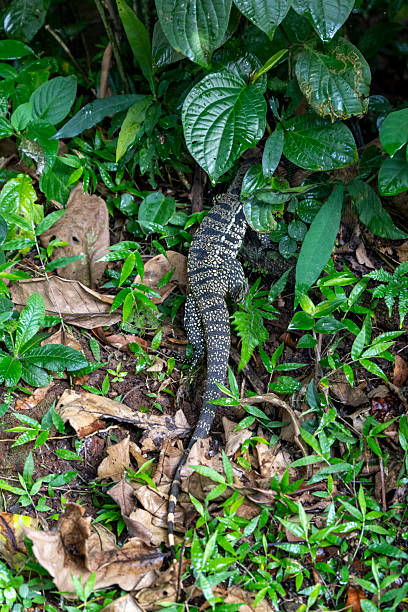 istock Tupinambis teguixin lizard 2217007129