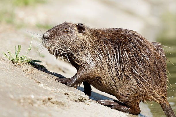 istock Coypu (Myocastor coypus) Emerging from Water – Urban Wildlife at Mare Saint James 2217007437