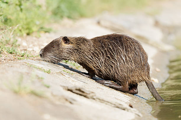 istock Coypu (Myocastor coypus) Emerging from Water – Urban Wildlife at Mare Saint James 2217007482