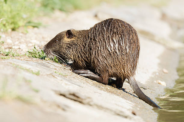 istock Coypu (Myocastor coypus) Emerging from Water – Urban Wildlife at Mare Saint James 2217007575