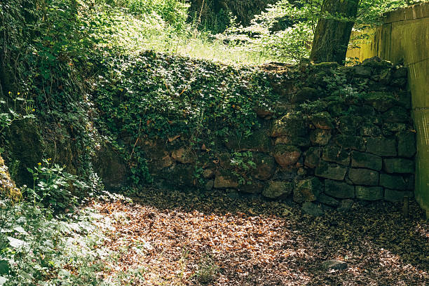 istock Ancient stone wall embraced by nature in a tranquil forest setting during midday 2217008695