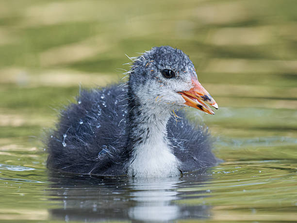 istock Juvenile Eurasian Coots (Fulica atra) Swimming in Urban Pond 2217009731