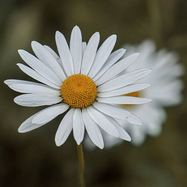 beautiful daisy flower in the garden in springtime