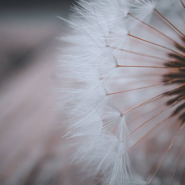 istock dandelion flower seed in springtime, abstract background 2217010770