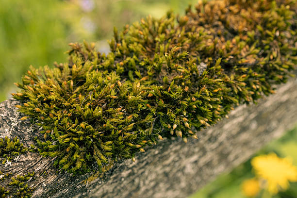 Green moss, growing on old tree trunk, photography in sunny summer day