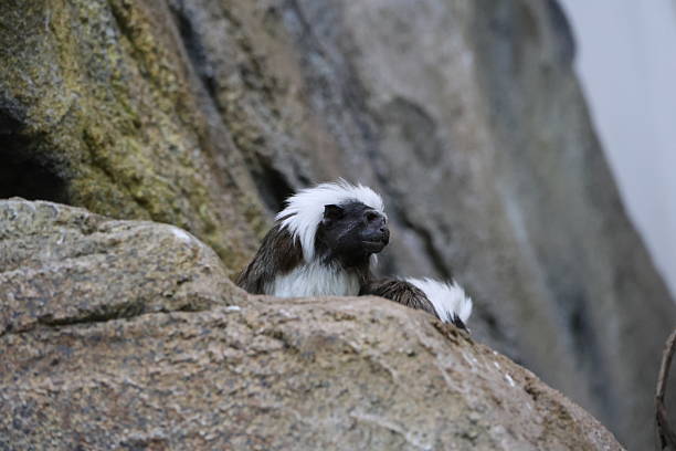a Tamarin rests in a tree in northern Colombia