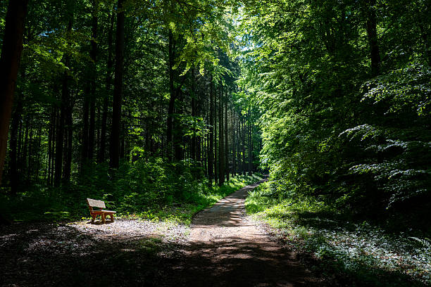 A serene park-like forest path featuring a solitary wooden bench drenched in sunlight. Perfect for themes of nature, solitude, and peaceful retreats in the outdoors
