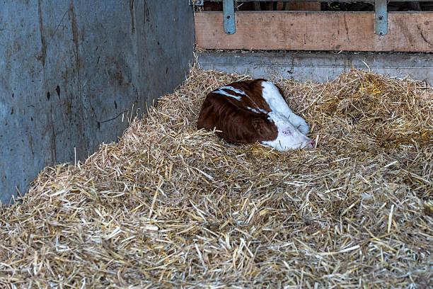 istock An irresistibly charming calf lays on straw within a quaint barn setting. The environment exudes calm, natural grace and a nostalgic farm vibe 2217011509