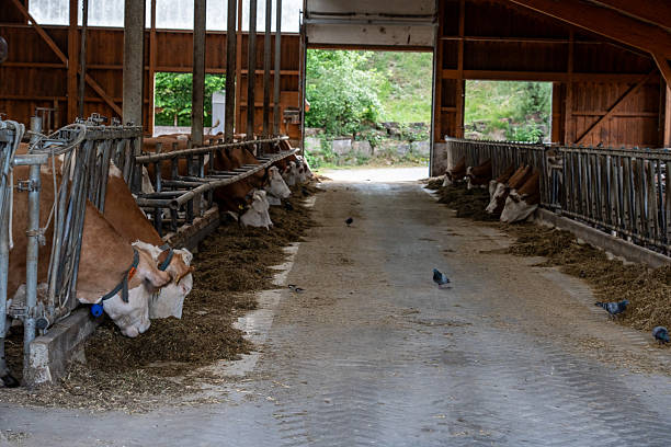 Inside a rustic barn with open sides, cows line the central aisle eating hay. Natural light floods through the entrance, while pigeons peck at scattered hay on the floor