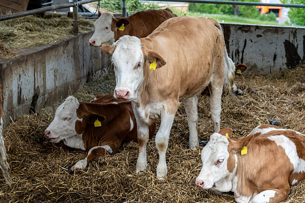 Group of young calves with yellow ear tags relaxing on straw inside a rustic barn, showcasing the calm ambiance of farm life