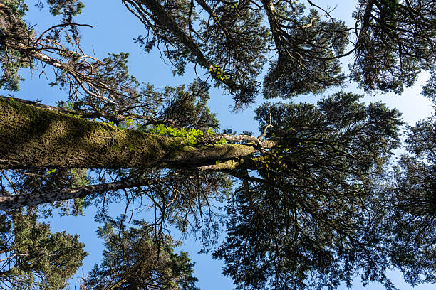 A breathtaking ground-level view capturing towering trees with lush foliage, mossy trunks, and intertwined vines against a clear blue sky, embracing nature's splendor