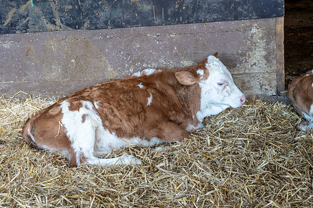 istock A young brown and white calf lying on soft straw bedding inside a rustic barn, radiating tranquility and warmth in a peaceful farm setting 2217011552