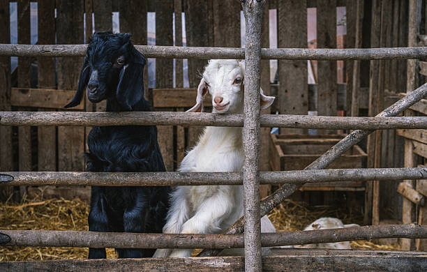 A black and white goat stands peacefully within its wooden enclosure on the farm the goat looks calm