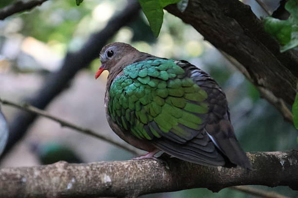 istock Colourful bird portrait 2217015655