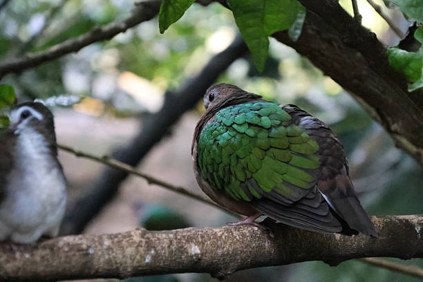 istock Colourful bird portrait 2217015731