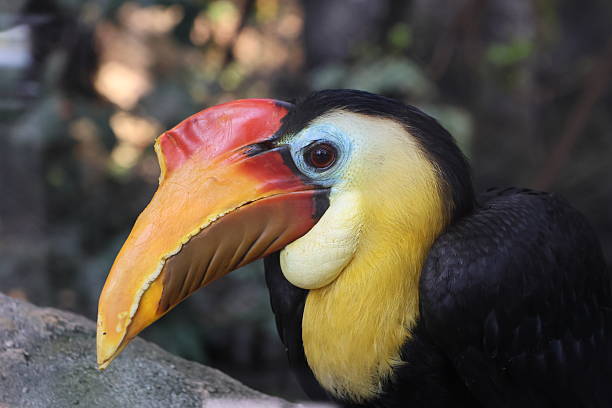 istock Colourful bird portrait 2217016795