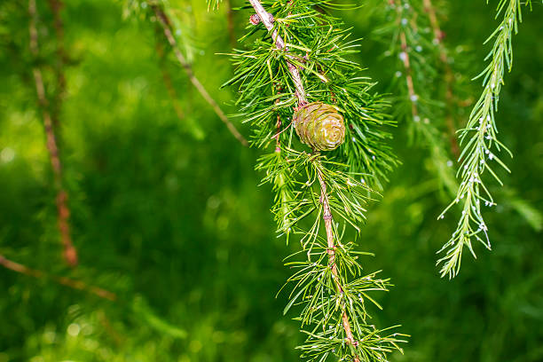 istock Small brown cones of Larch tree close up 2217017343
