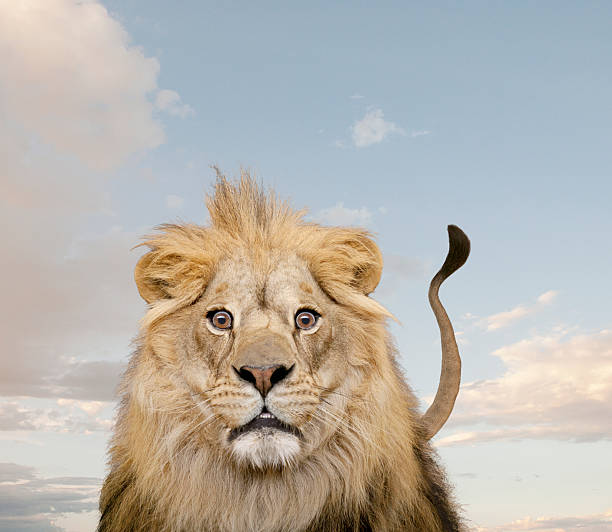 Female white lion (leucistic) in a South African Game Reserve. Behind a bush.