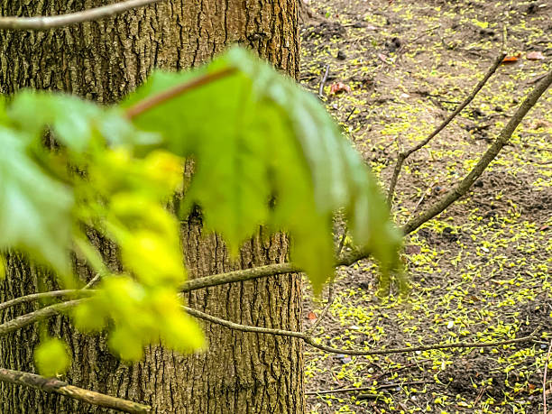 istock Green maple flowers lying on the ground under the tree after the rain, as a background 2217019053