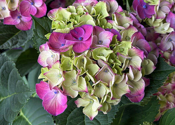 Vibrant hydrangea blooms display stunning pink and green hues in a lush garden setting during daylight