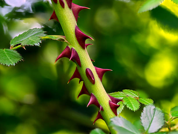 istock Thorns on a branch of Rosa omeiensis 2217020741