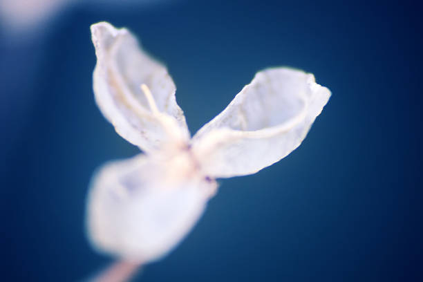 dried pressed flower petals hydrangea macrophylla from sweden nature
