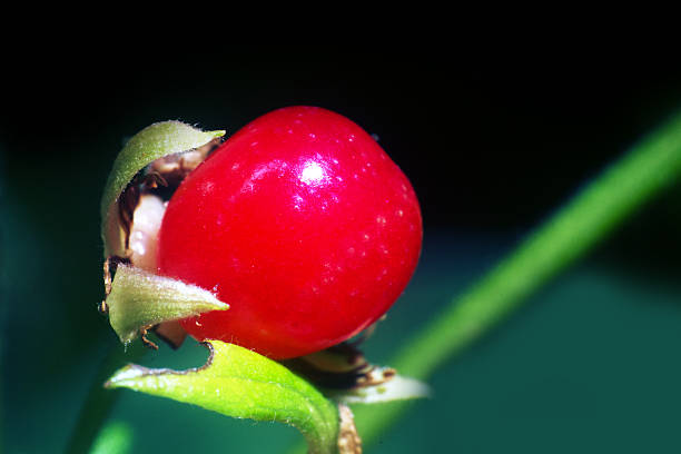 Wild strawberry in forest