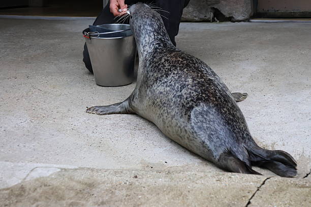 Feeding seal with fish in zoo
