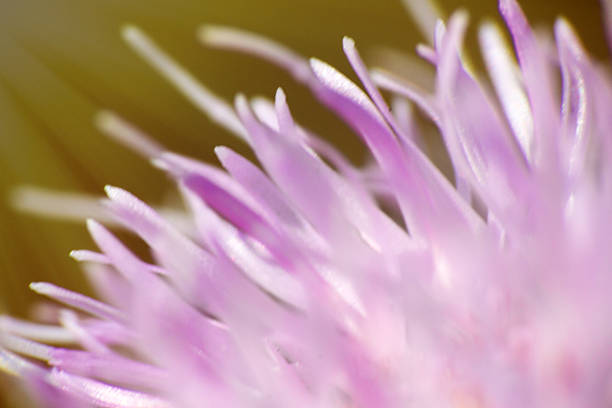 Sow-Thistle pink flower in the sun - canada thistle (Cirsium arvense) - persistent weed