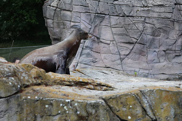 Giant otter resting in a lush green habitat, displaying its distinctive features and whiskers