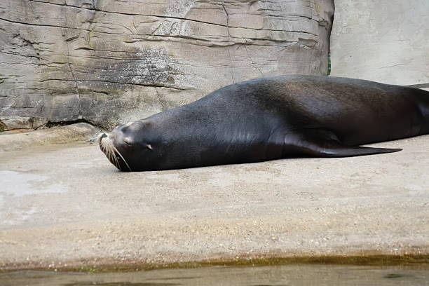 istock Californian sea lion 2217022587