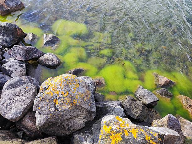 Bright green algae, sea grass on rocks and in the water on the shore of the Gulf of Finland, Baltic Sea