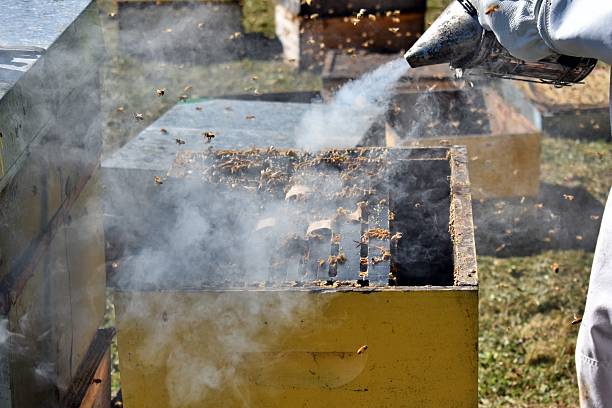 A beekeeper takes out the old organic Varroa Mite cardboard strips and replaces them with new strips. These strips are organic Oxalic Strips now being used in beehives. Oxalic strips are handmade from cardboard soaked in oxalic acid and food-grade glycerine. They are used as an eco-friendly way to treat the Varroa mite in beehives to help maintain the bee colonies health.