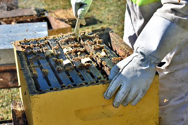 istock Beekeeper Using Organic Oxalic Varroa Mite Cardboard Strips in Beehive 2217027014