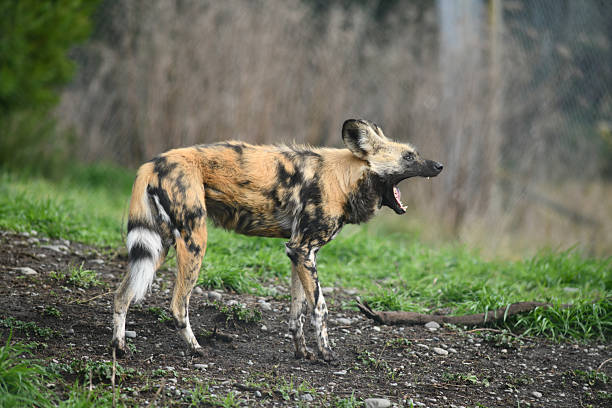 African wild dog, Lycaon pictus, detail portrait open muzzle, Mana Pools, Zimbabwe, Africa. Dangerous spotted animal with big ears. Hunting painted dog on African safari. Wildlife scene from nature.
