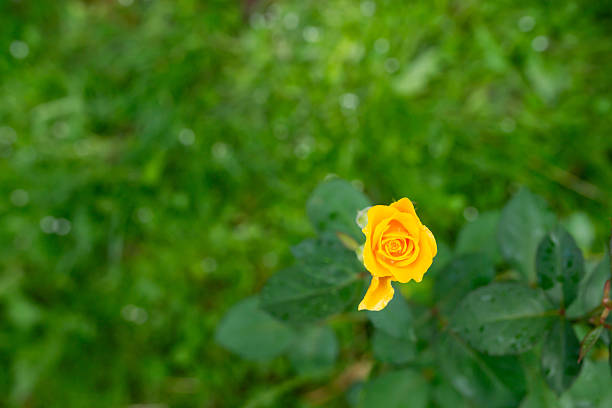 Beautiful yellow rose after rain on green grass background