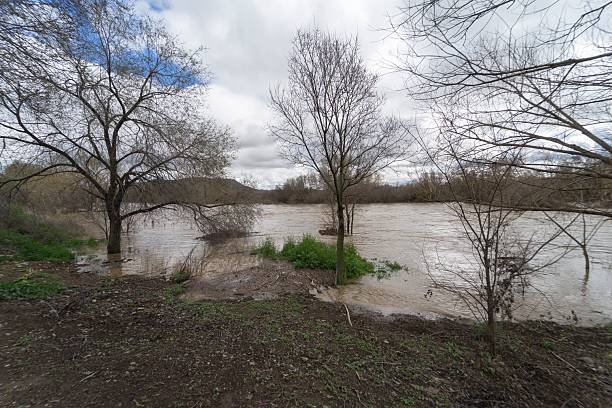 istock Flooded Trees Along River Henares 2217031085
