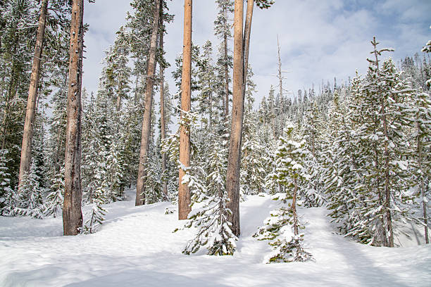 Near the south entry to Yellowstone National Park, Wyoming, United States