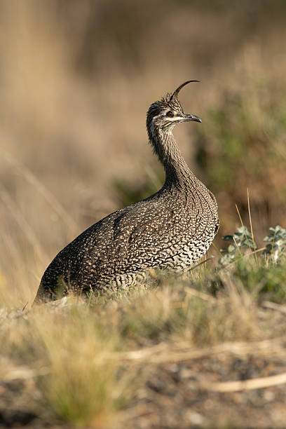 istock Elegant crested tinamou, Eudromia elegans, Pampas grassland environment, La Pampa province, Patagonia, Argentina. 2217032882