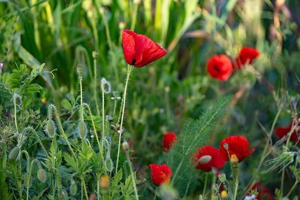 Free picture: Dark red opium poppy flowers in dark green rapeseed field