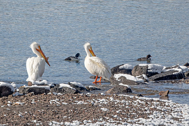 Pelicans with two Goldeneye ducks swimming by at Little West Thumb Creek in Yellowstone, in Wyoming, United States