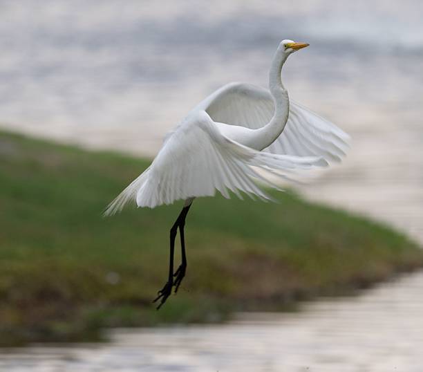 istock Graceful egret in flight in South Florida 2217034861
